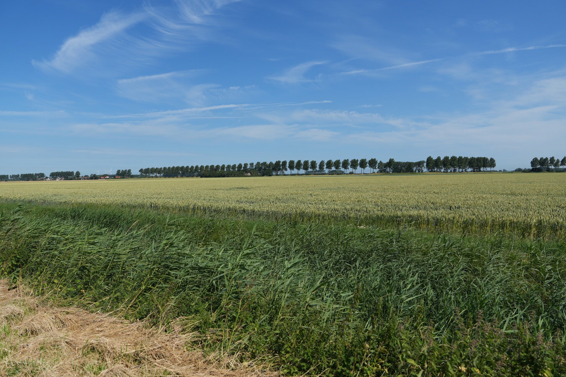 dsc01186-standard.jpg