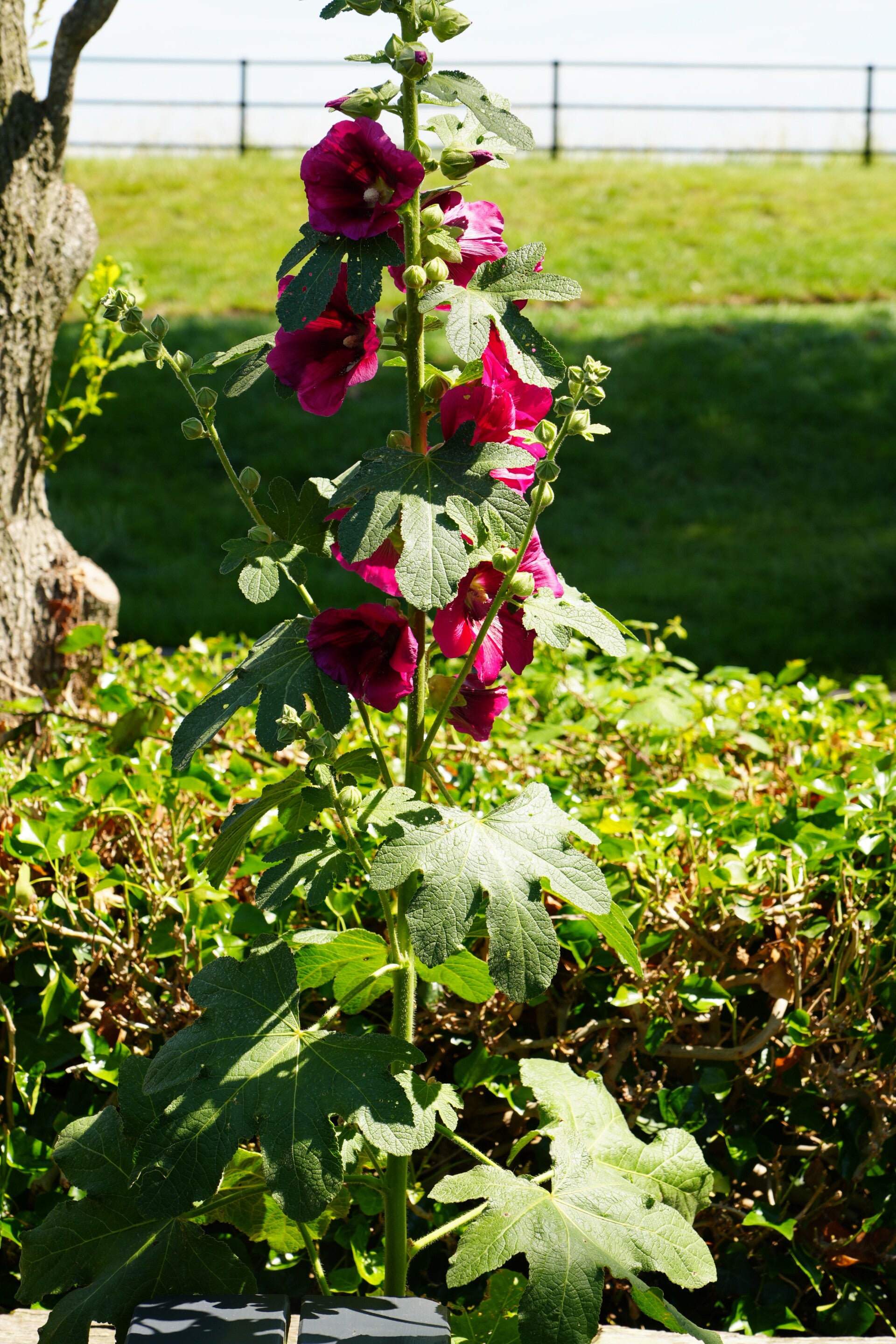 dsc01225-standard.jpg