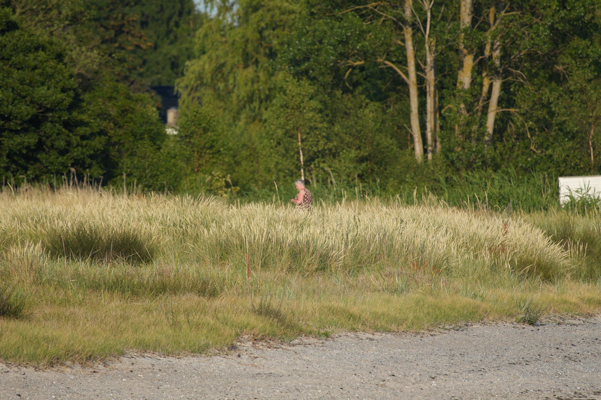 dsc01380-standard.jpg