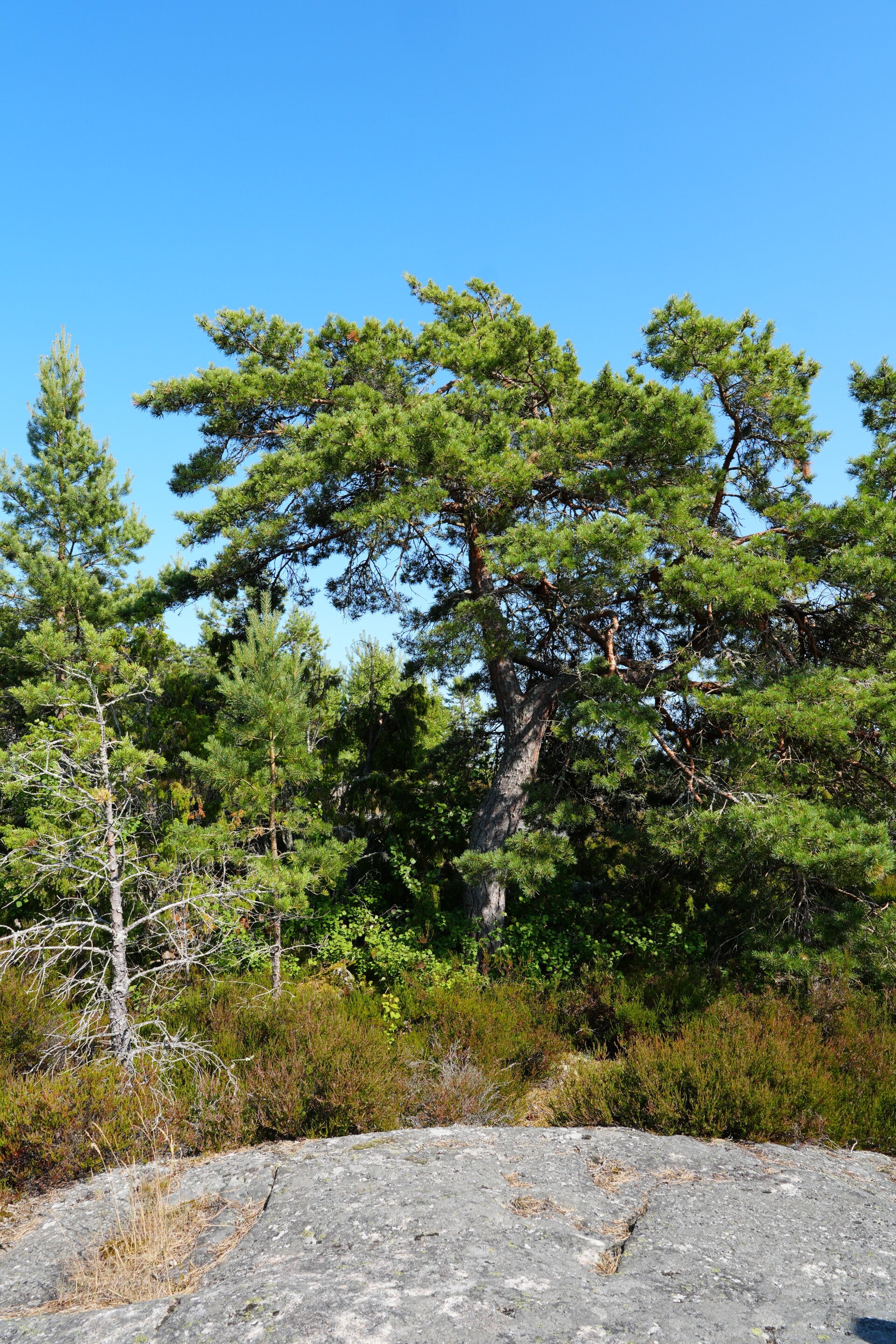 dsc01427-standard.jpg