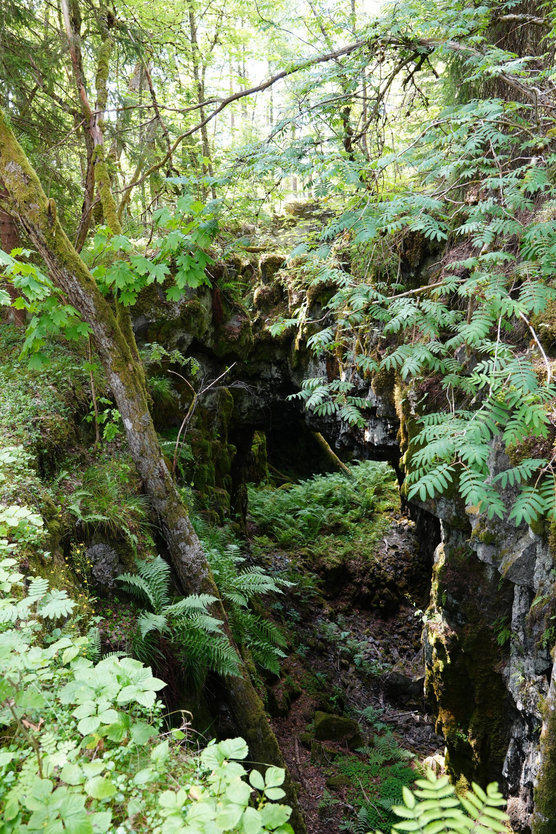 dsc01501-standard.jpg
