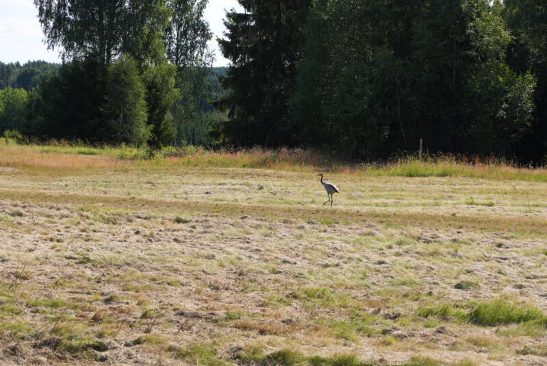 dsc01686-standard.jpg