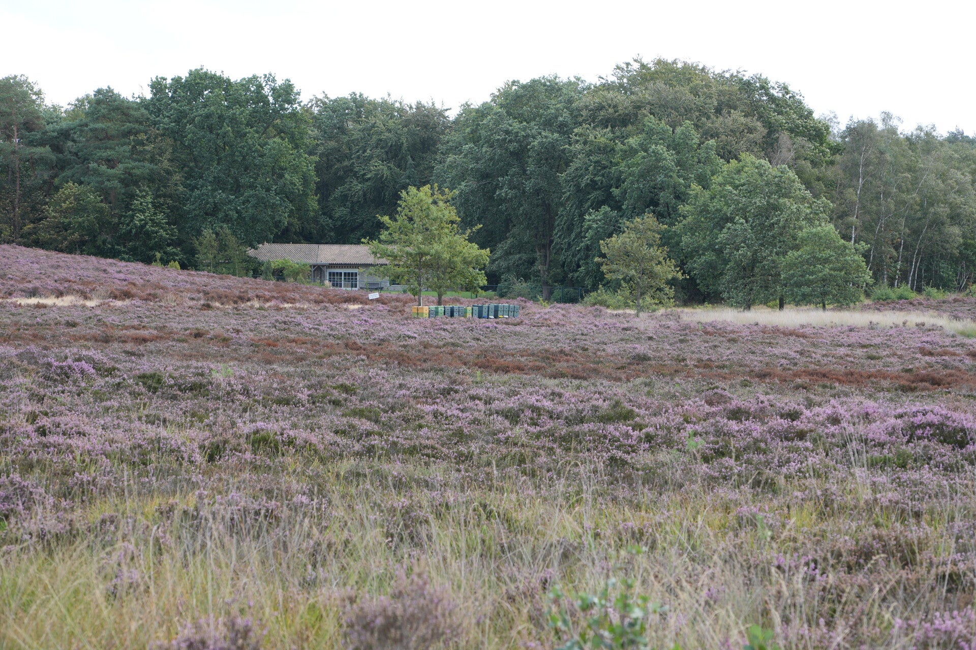 dsc02074-standard.jpg