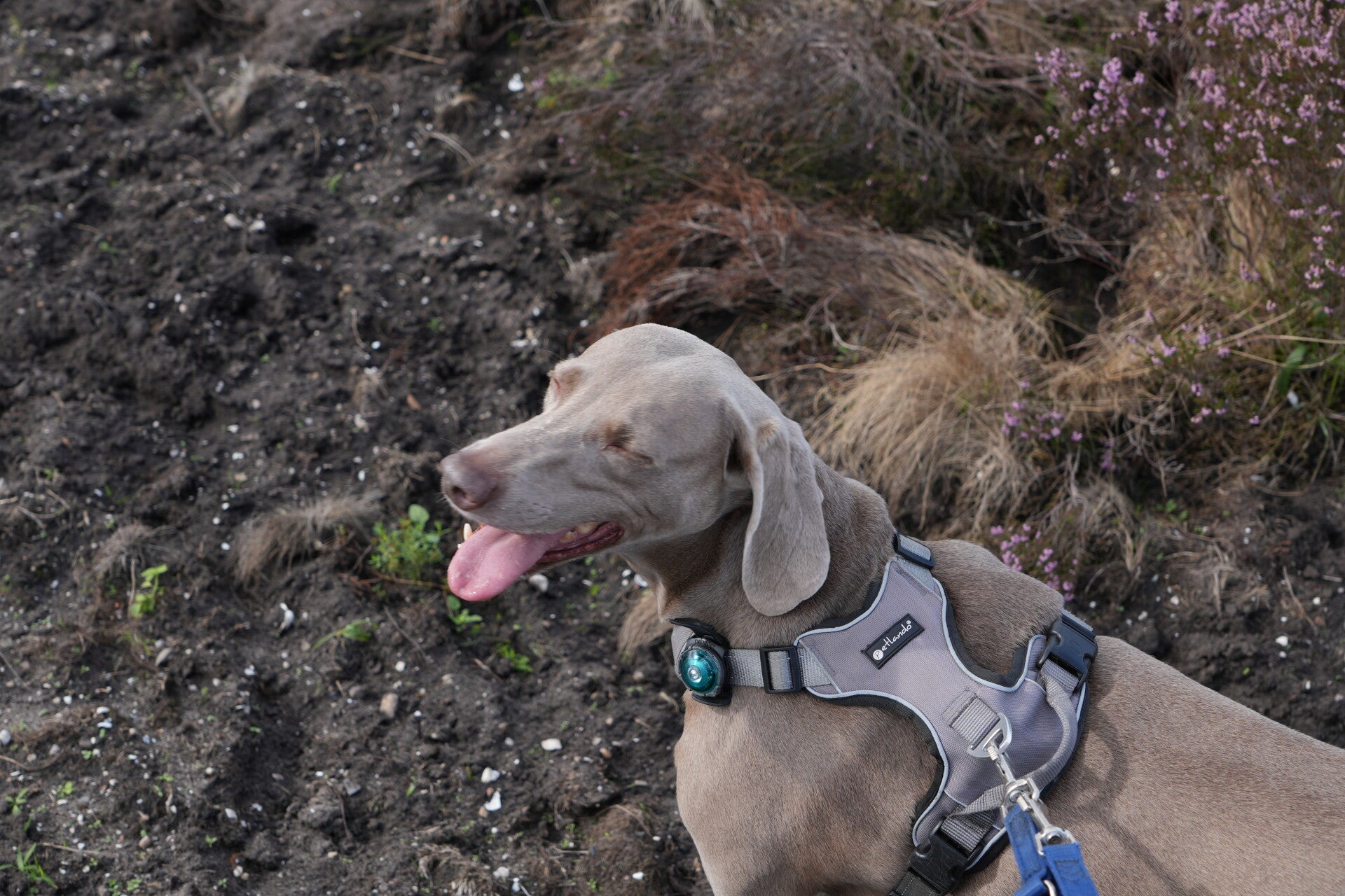 dsc02077-standard-8aoylo.jpg