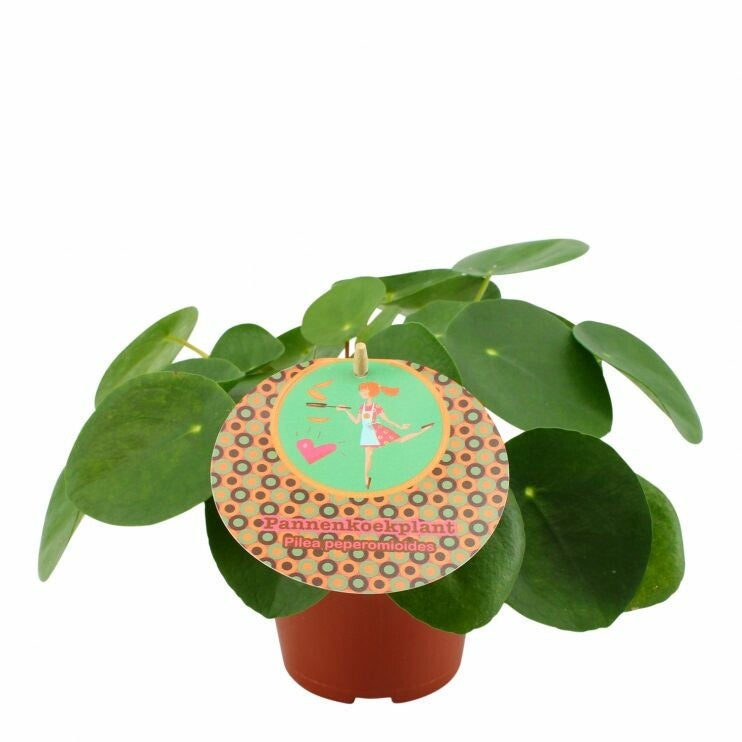 Pilea peperomioides
