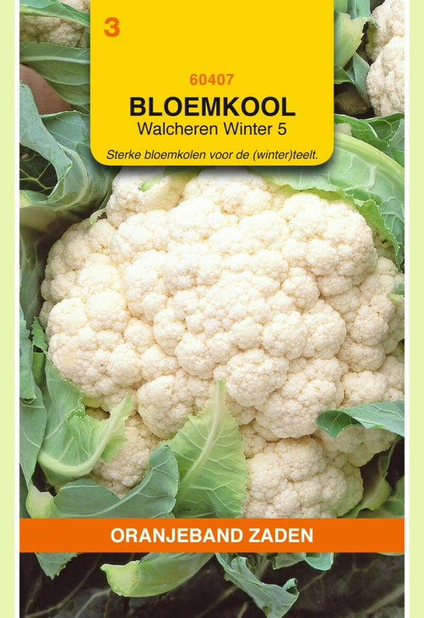 OBZ Bloemkool Walcheren Winter 5