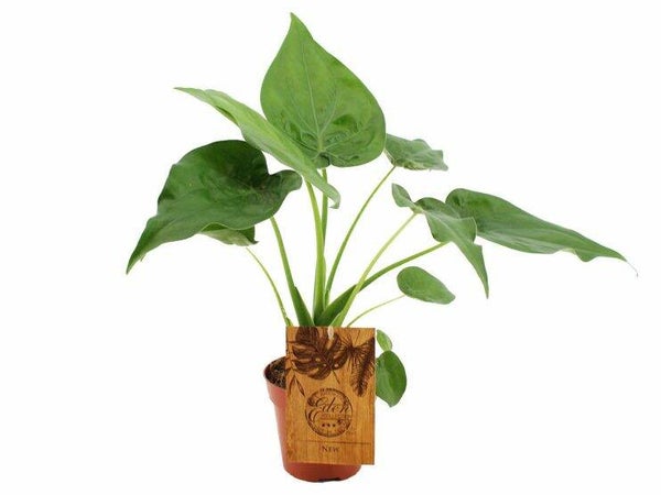 Alocasia cucullata 12cm