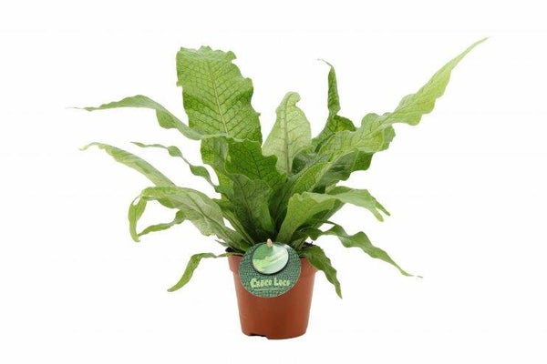 Microsorum crocodyllus 12cm