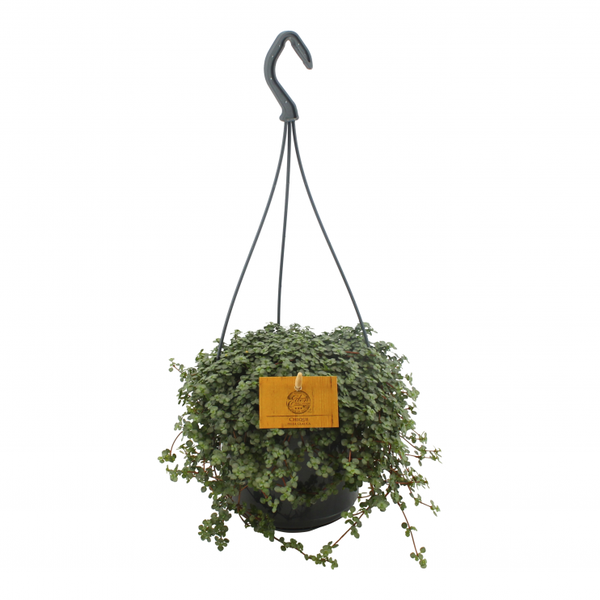 Pilea glauca