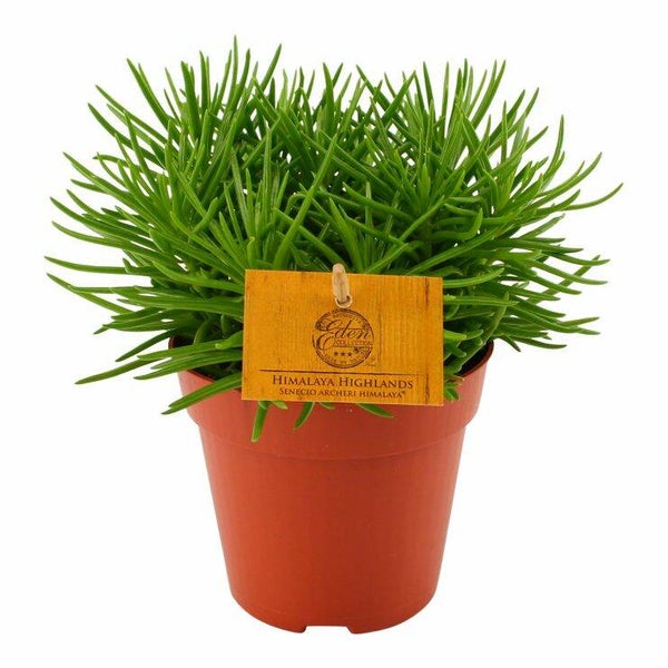 Senecio himalaya