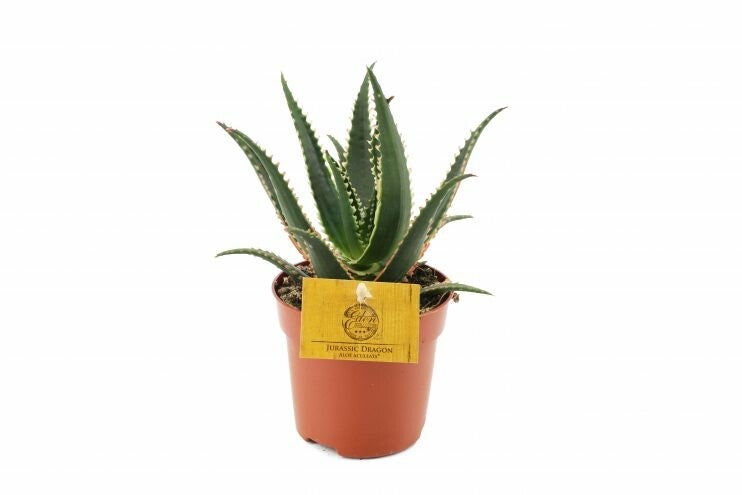 Aloe aculeata 10.5 cm