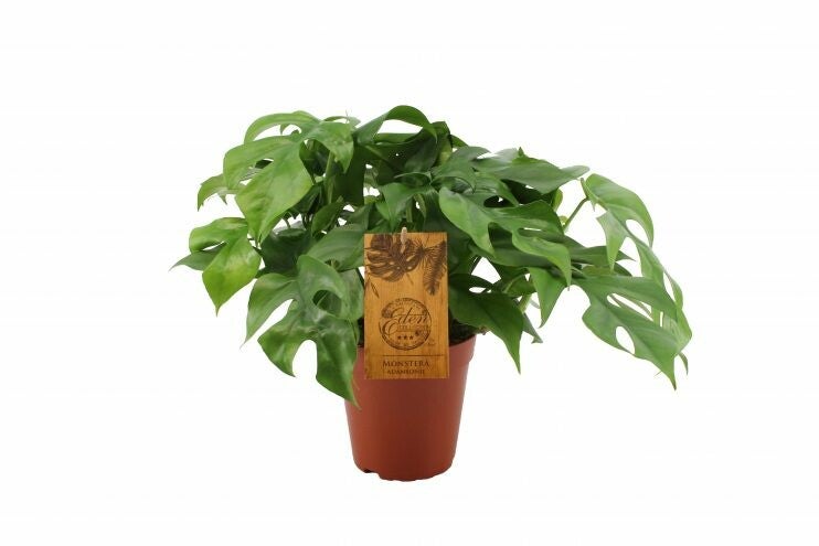 Monstera minima 15cm