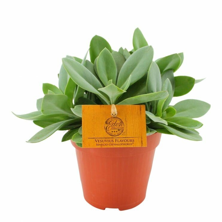 Senecio cephalophorus