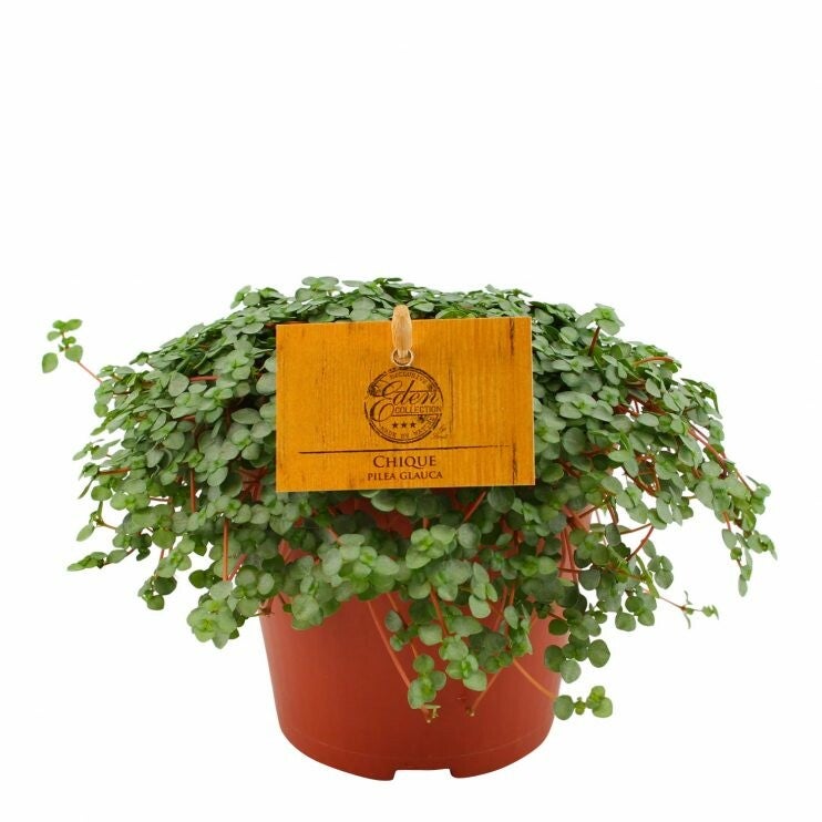 Pilea glauca Grezy