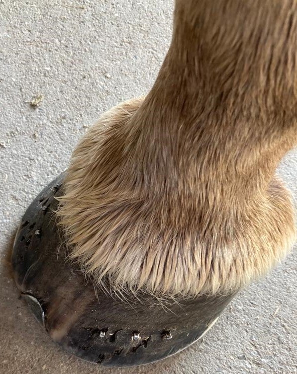 links voor 30 juni 2022