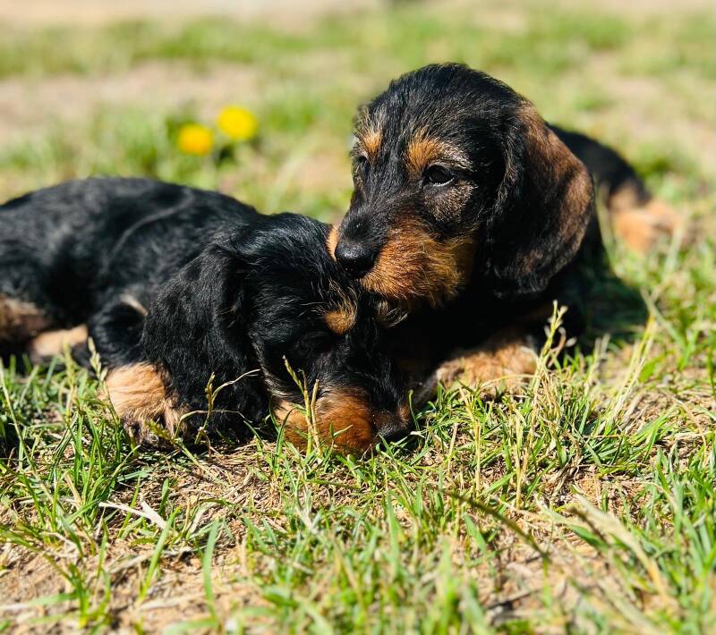 8590f6a2-7d79-4b10-bc1b-478885052767-standard-tothoj.jpg