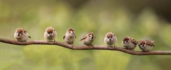 Tuinposter 110x45 - P176
