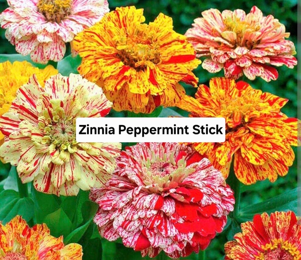 Zinnia Peppermint Stick