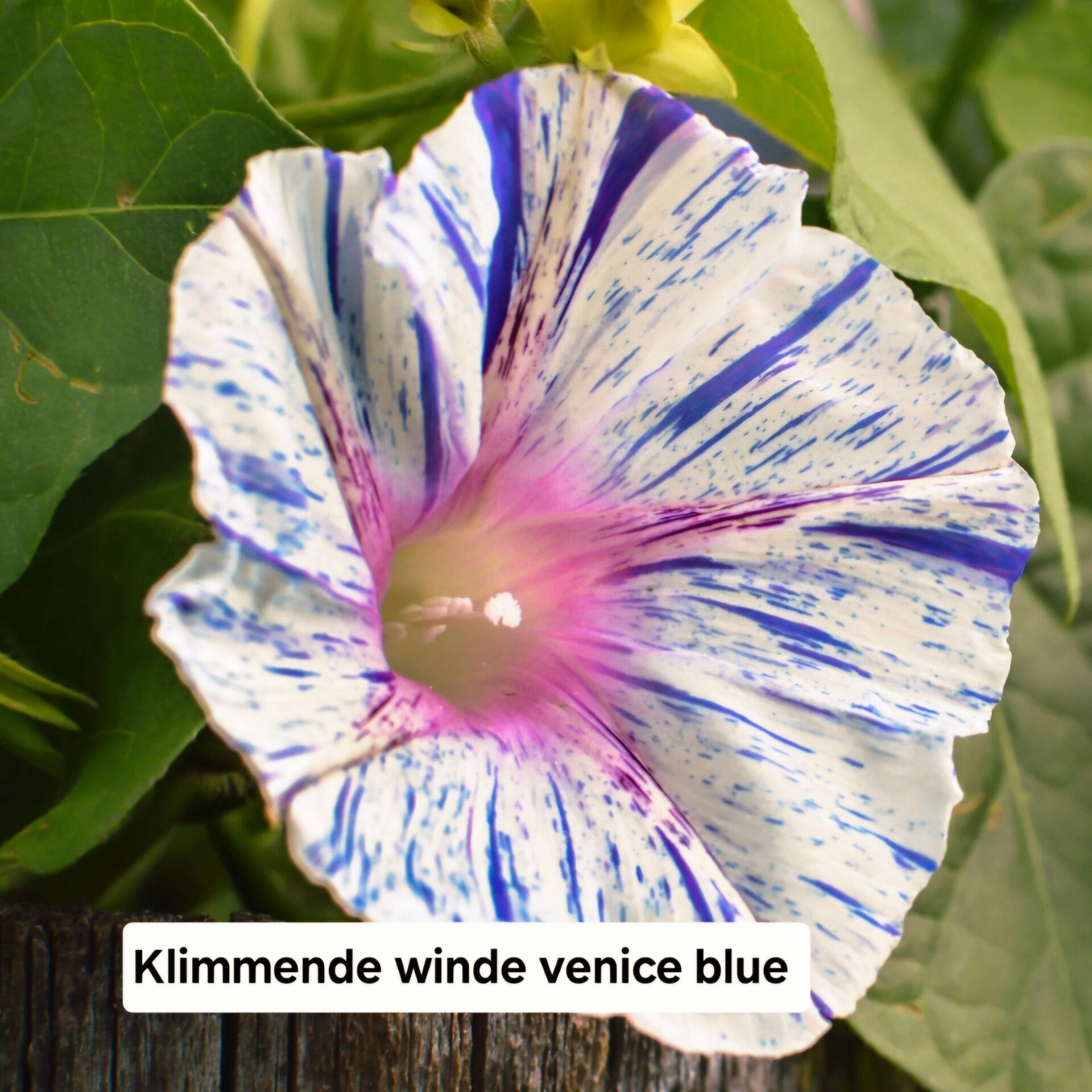 Klimmende Winde Venice Blue