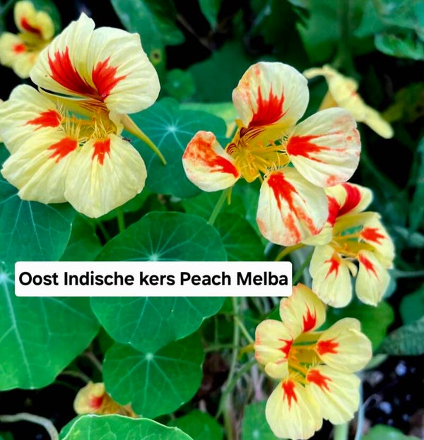 Oost Indische Kers Peach Melba