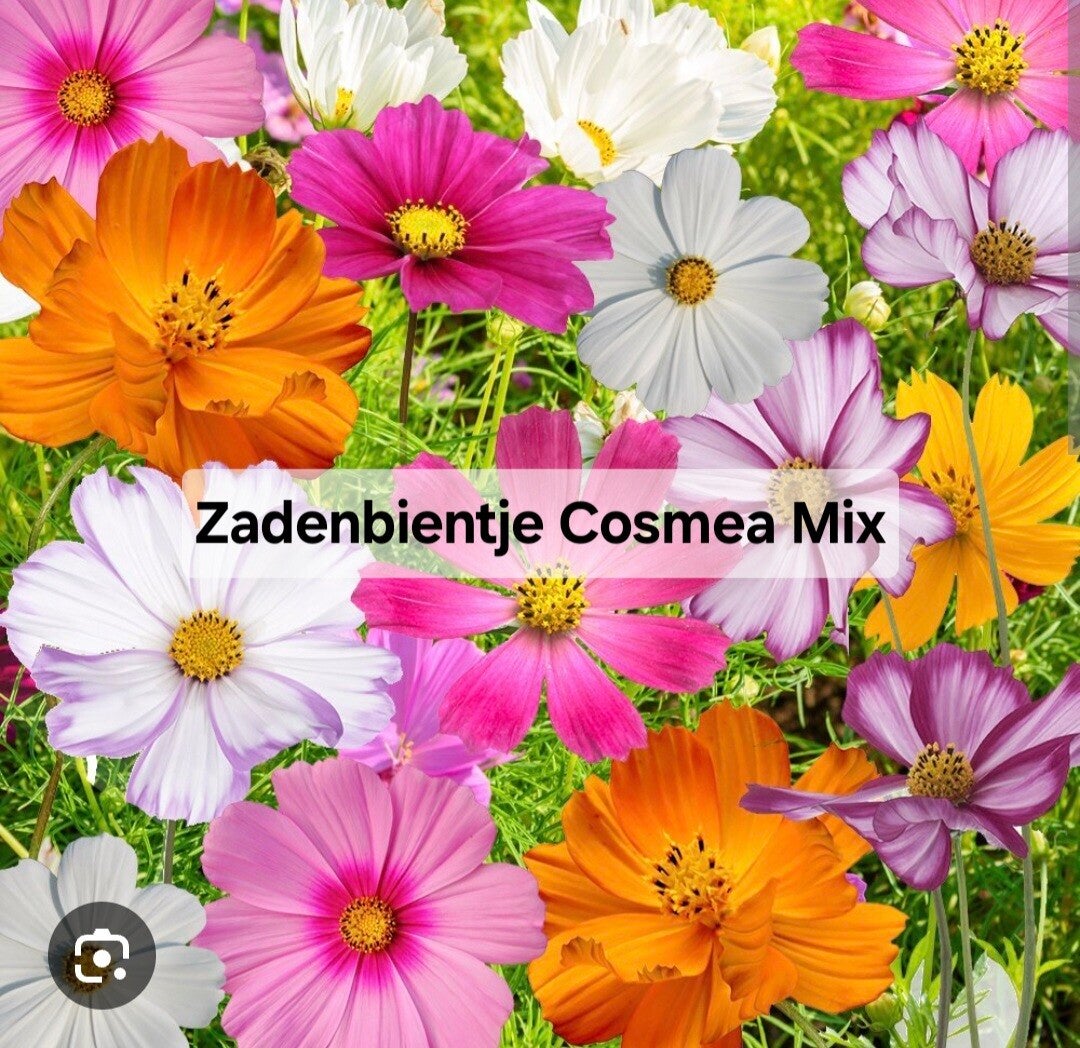 Zadenbientje Cosmea Mix