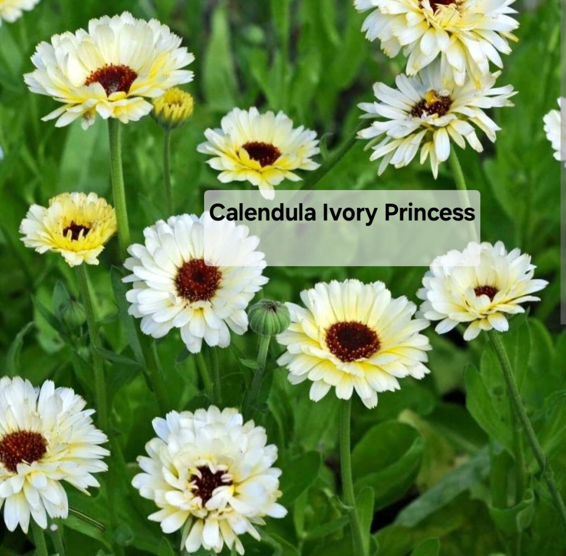 Calendula Ivory Princess Nieuw