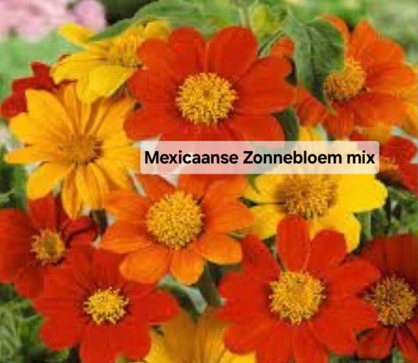 Mexicaanse Zonnebloem Mix Nieuw!