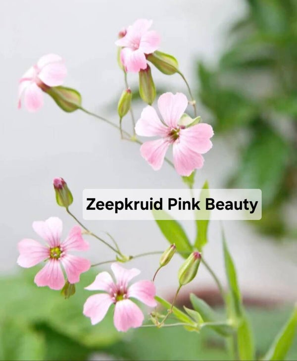 Zeepkruid Pink Beauty Nieuw!
