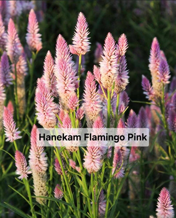 Hanekam Flamingo Pink Nieuw!