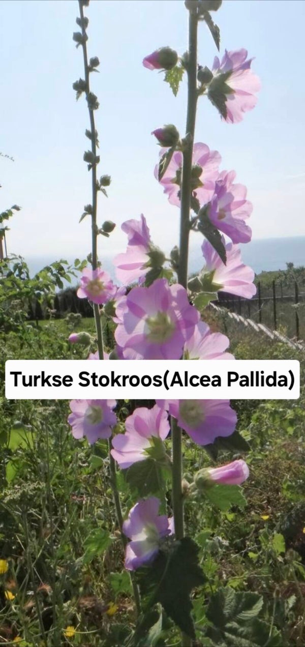 Turkse Stokroos( Alcea Pallida)