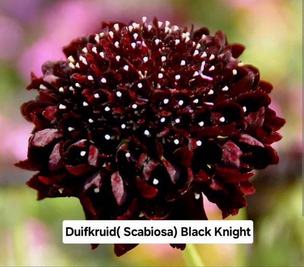 Duifkruid ( scabiosa) Black Knight op=op!