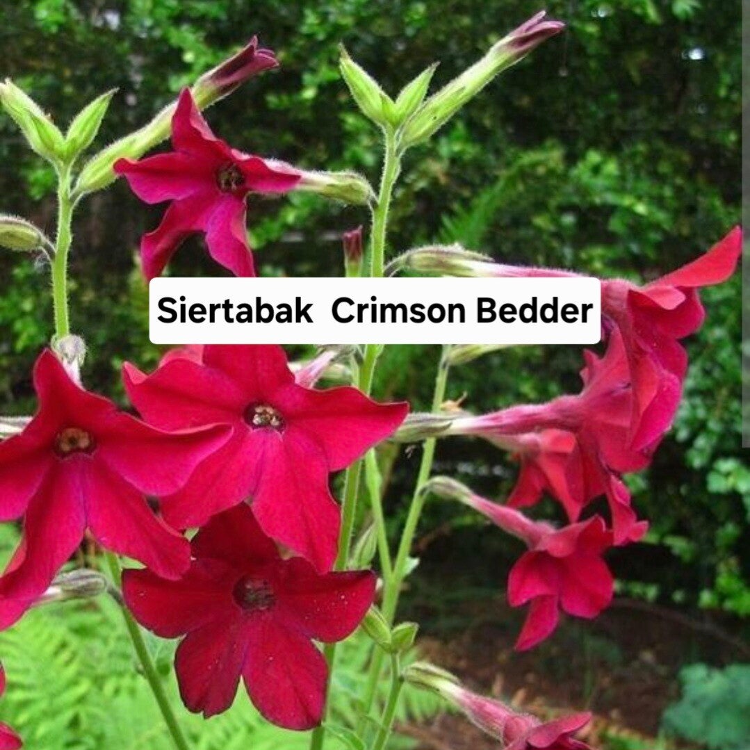 Siertabak Crimson Bedder( rood)