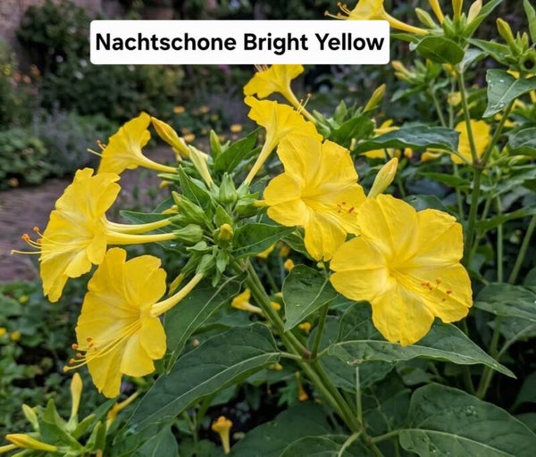 Nachtschone Bright Yellow