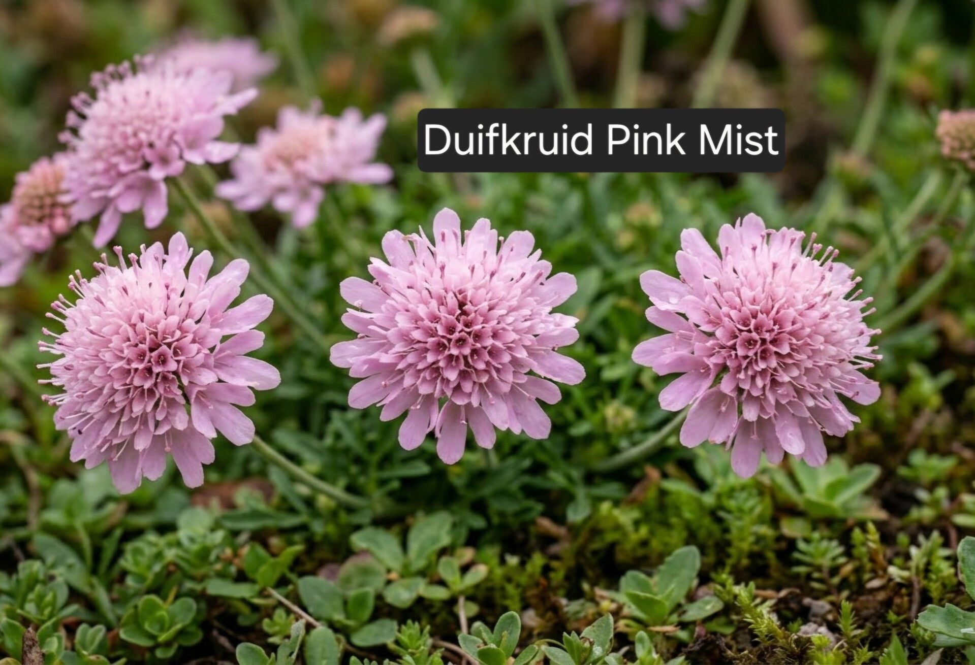 Duifkruid Pink Mist
