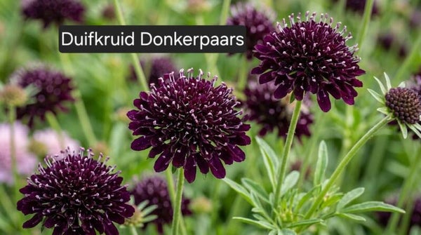 Duifkruid Donkerpaars