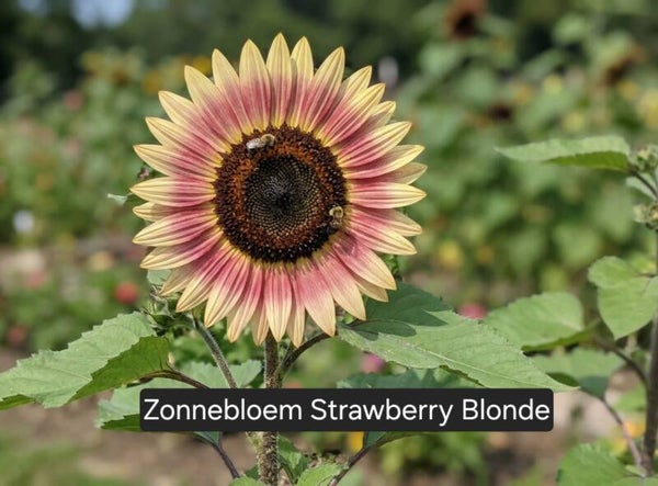 Zonnebloem Strawberry Blonde! Bijzonder!