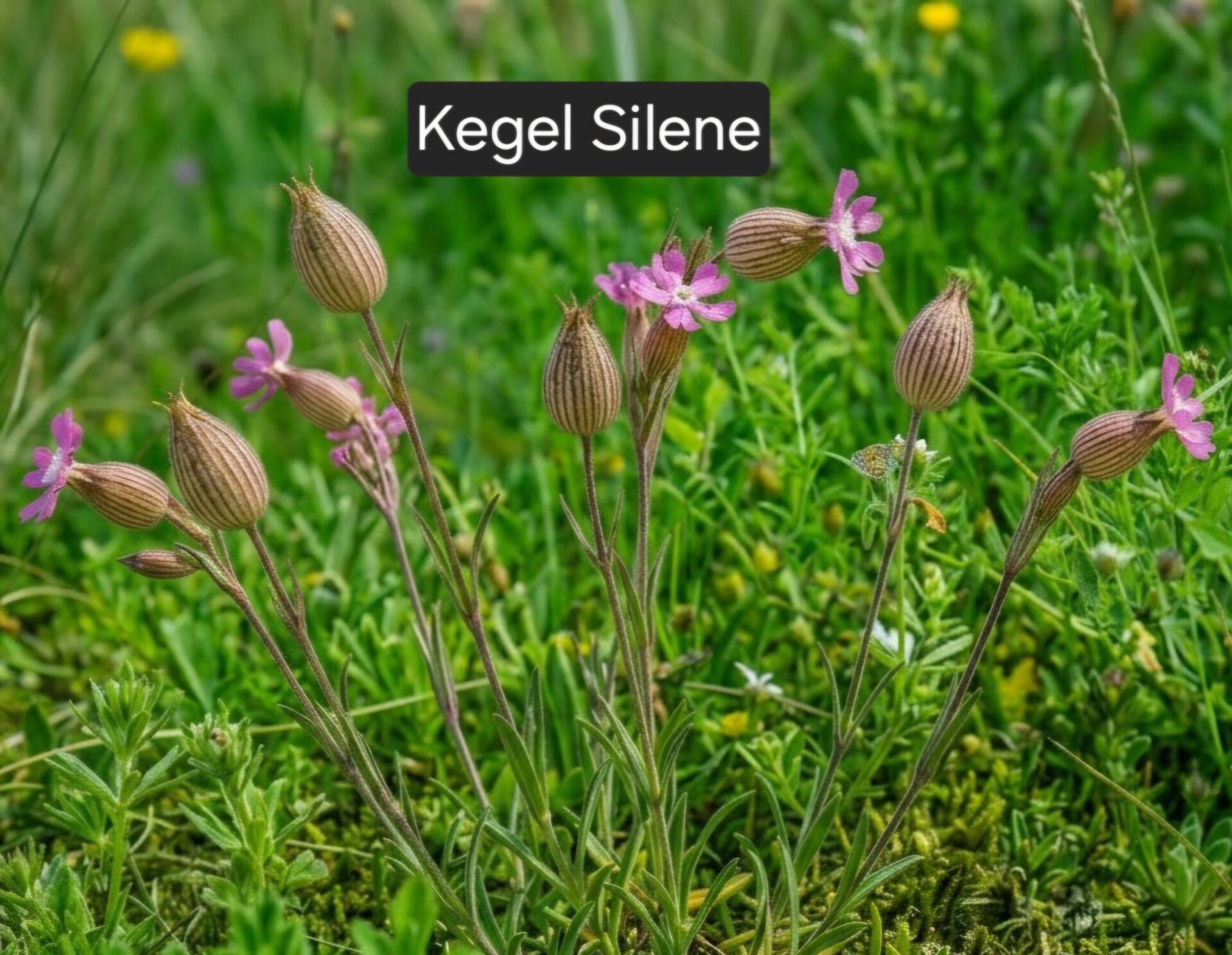 Kegel Silene
