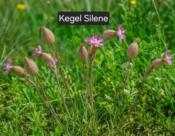 Kegel Silene
