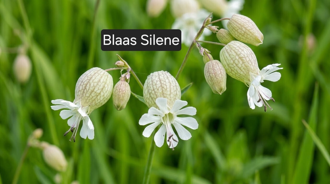 Blaas silene