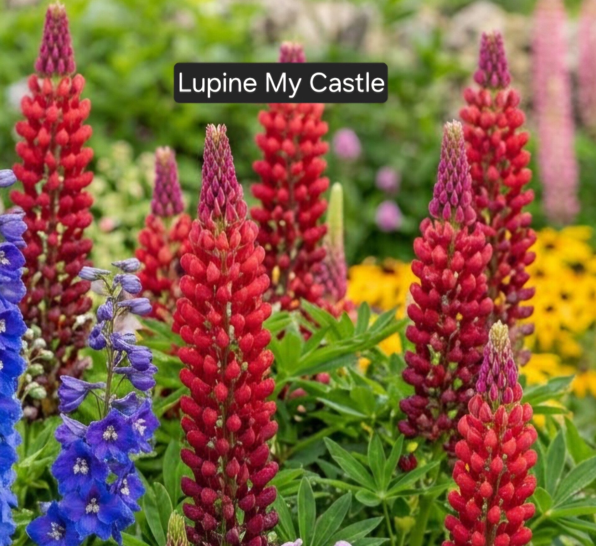 Lupine My Castle