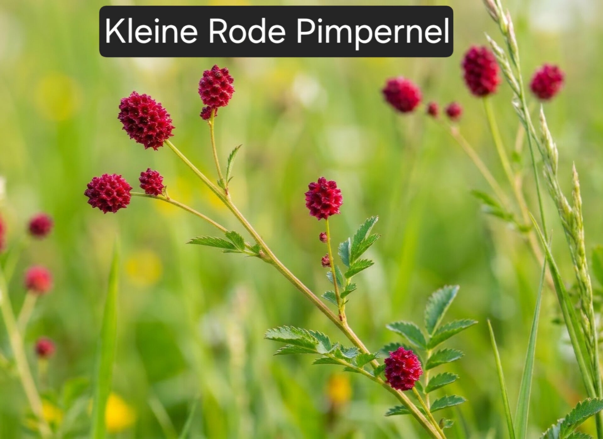 Kleine rode Pimpernel