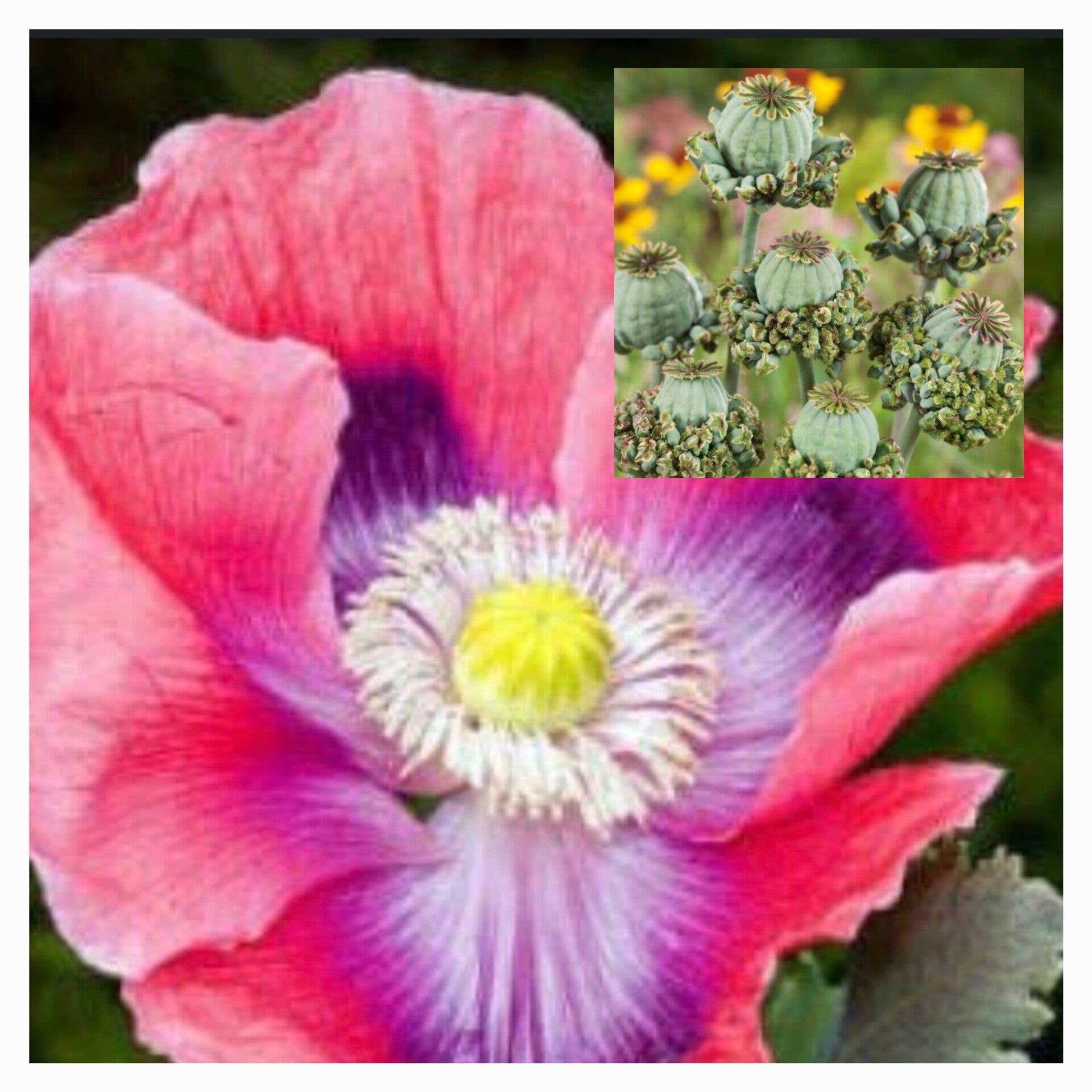 Papaver Hen & Chickens (Droogbloem )