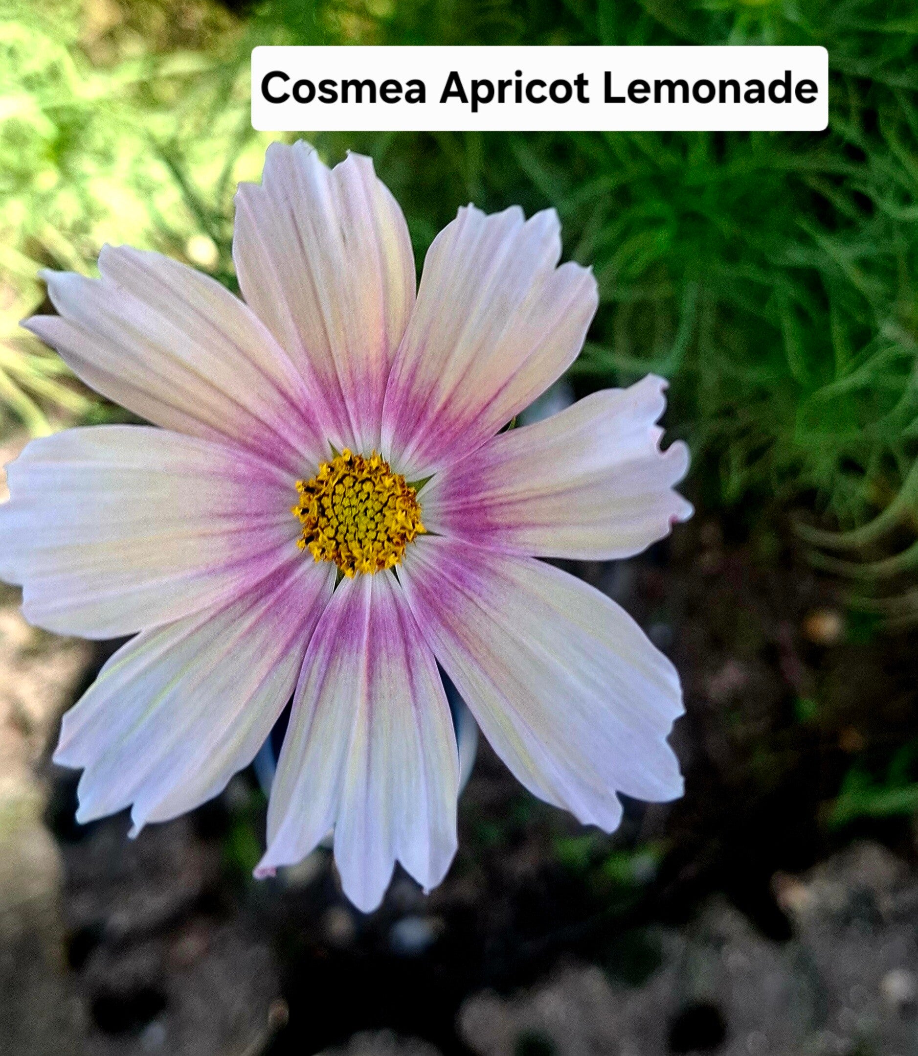Cosmea Apricot lemonade Nieuw!