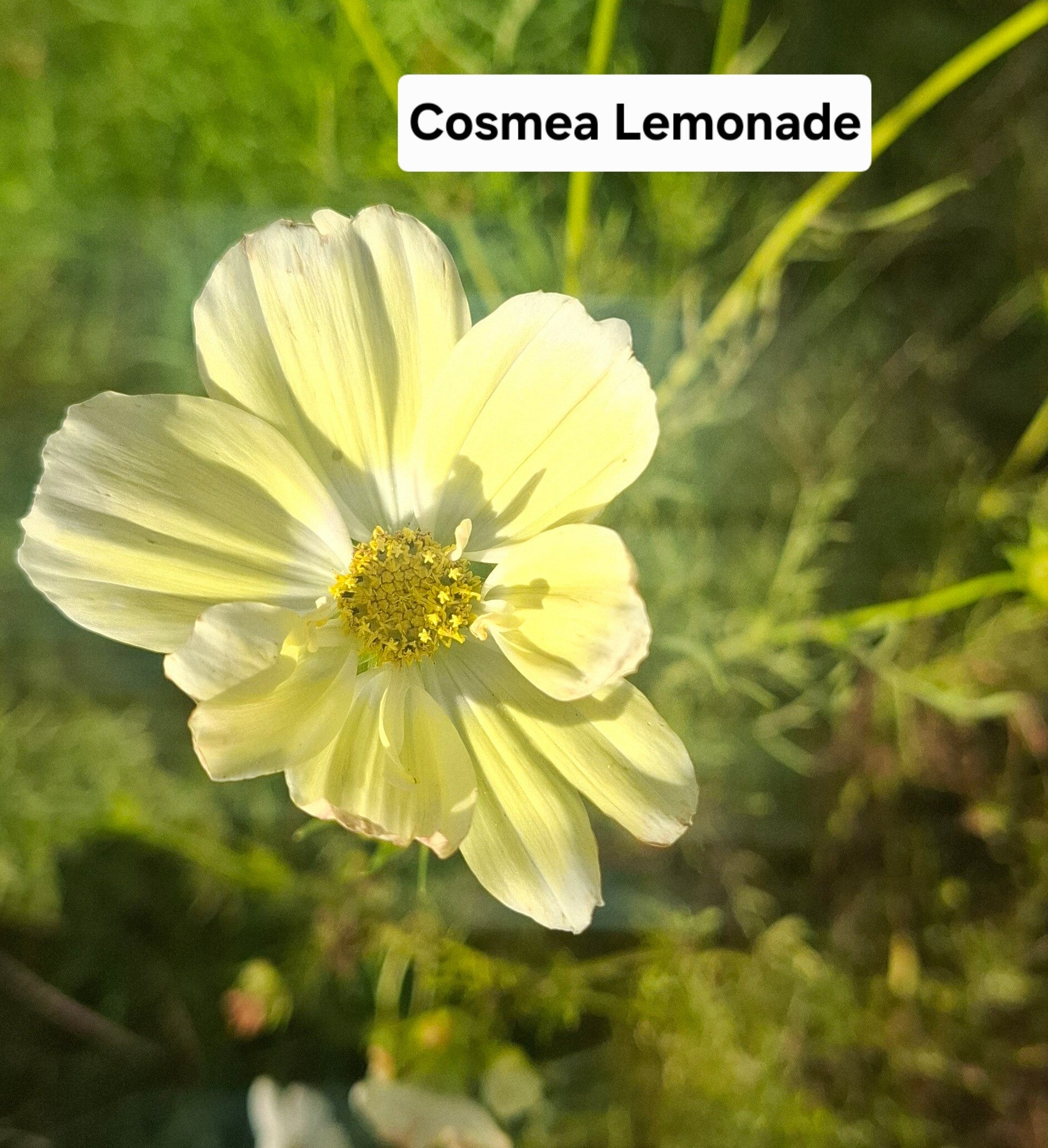 Cosmea Lemonade ( geel& wit)