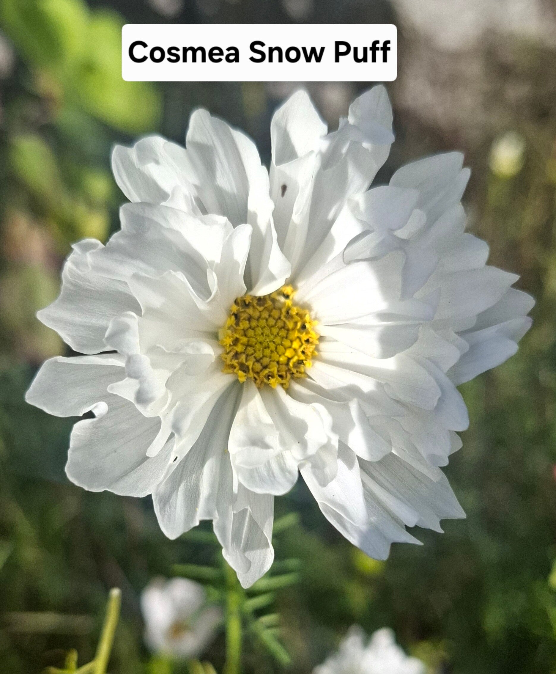 Cosmea Snowpuff