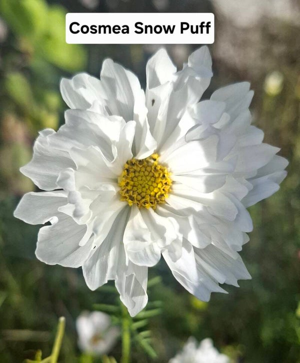 Cosmea Snowpuff