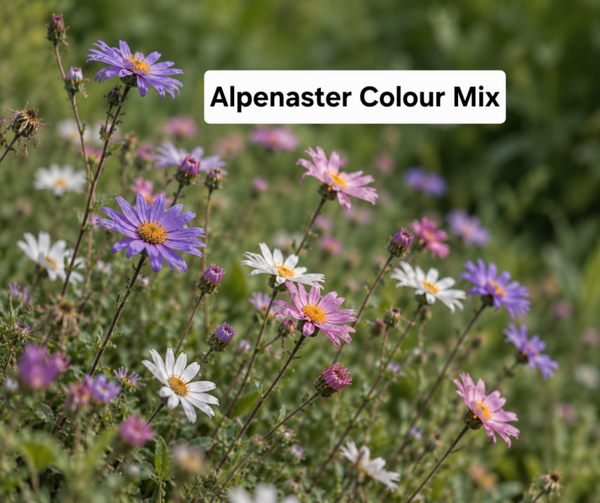 Alpen Aster Colour Mix