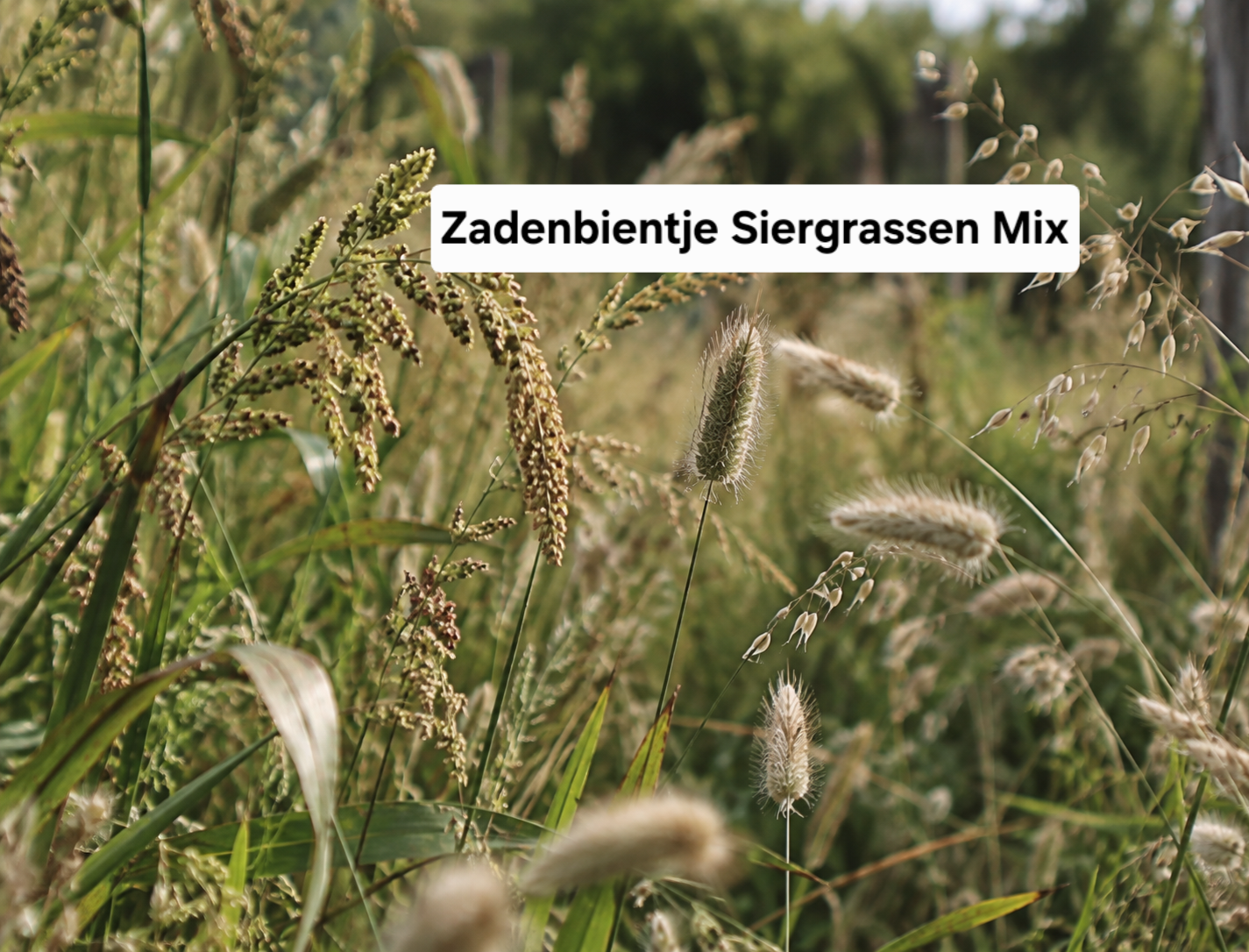 Zadenbientje Siergrassen Mix