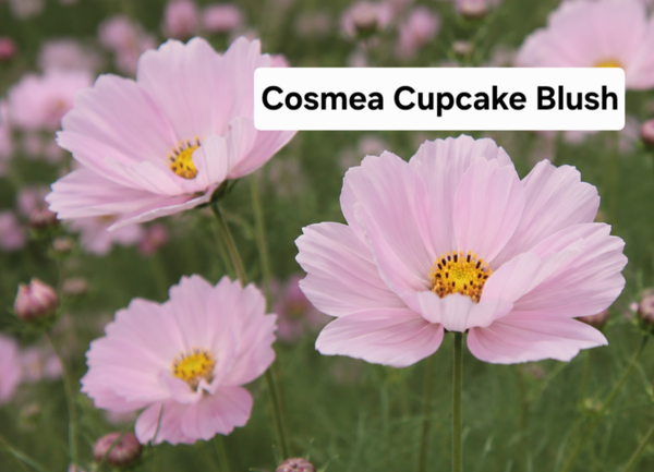 Cosmea Cupcake Blush ( lichtroze)