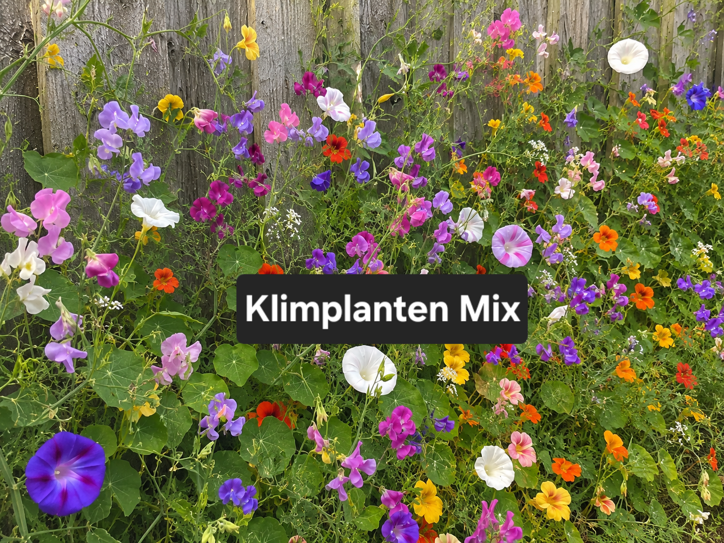 Klimplanten Mix Zadenbientje